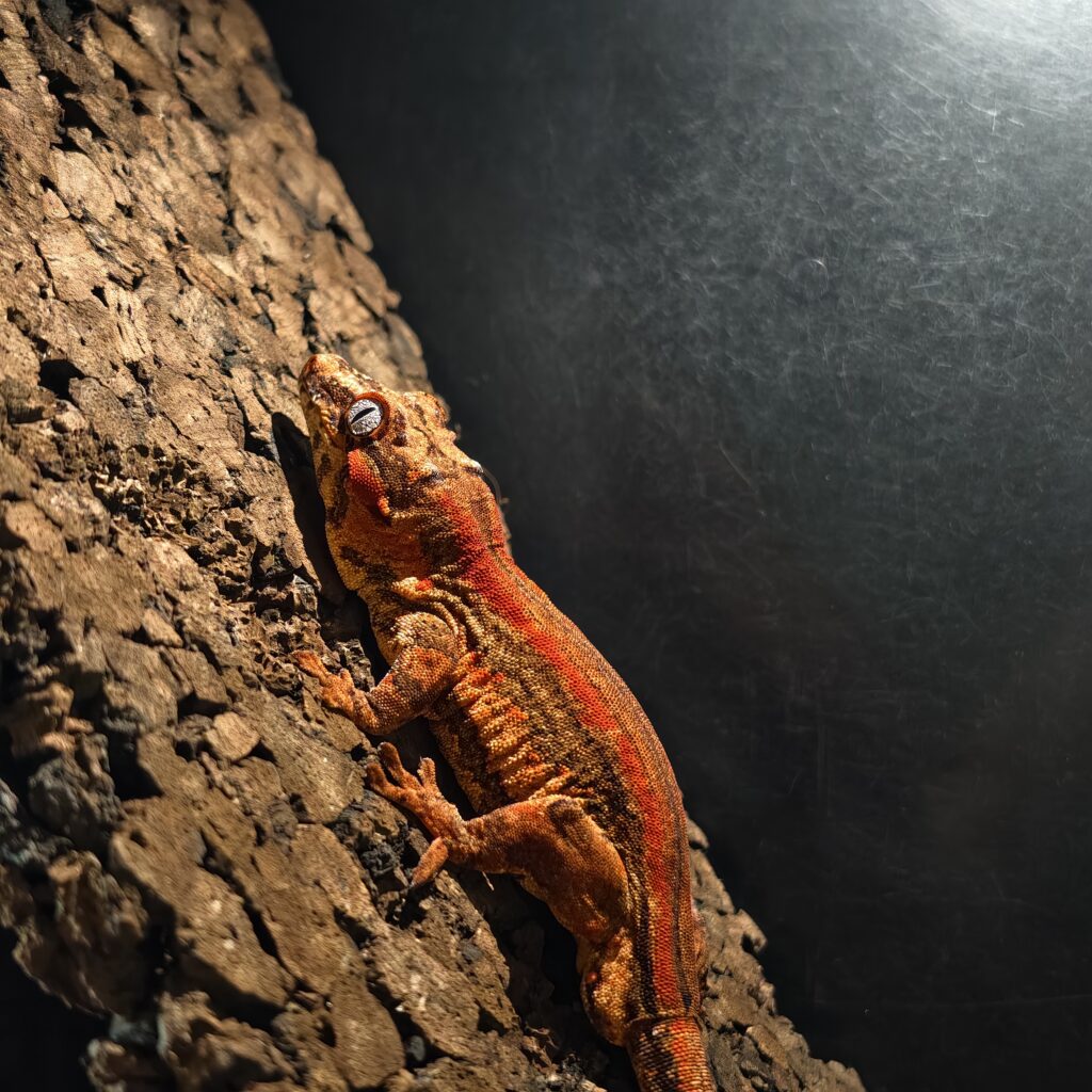 ガーゴイルゲッコー/レッドストライプ