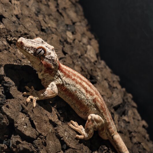 ガーゴイルゲッコー/レッドストライプ