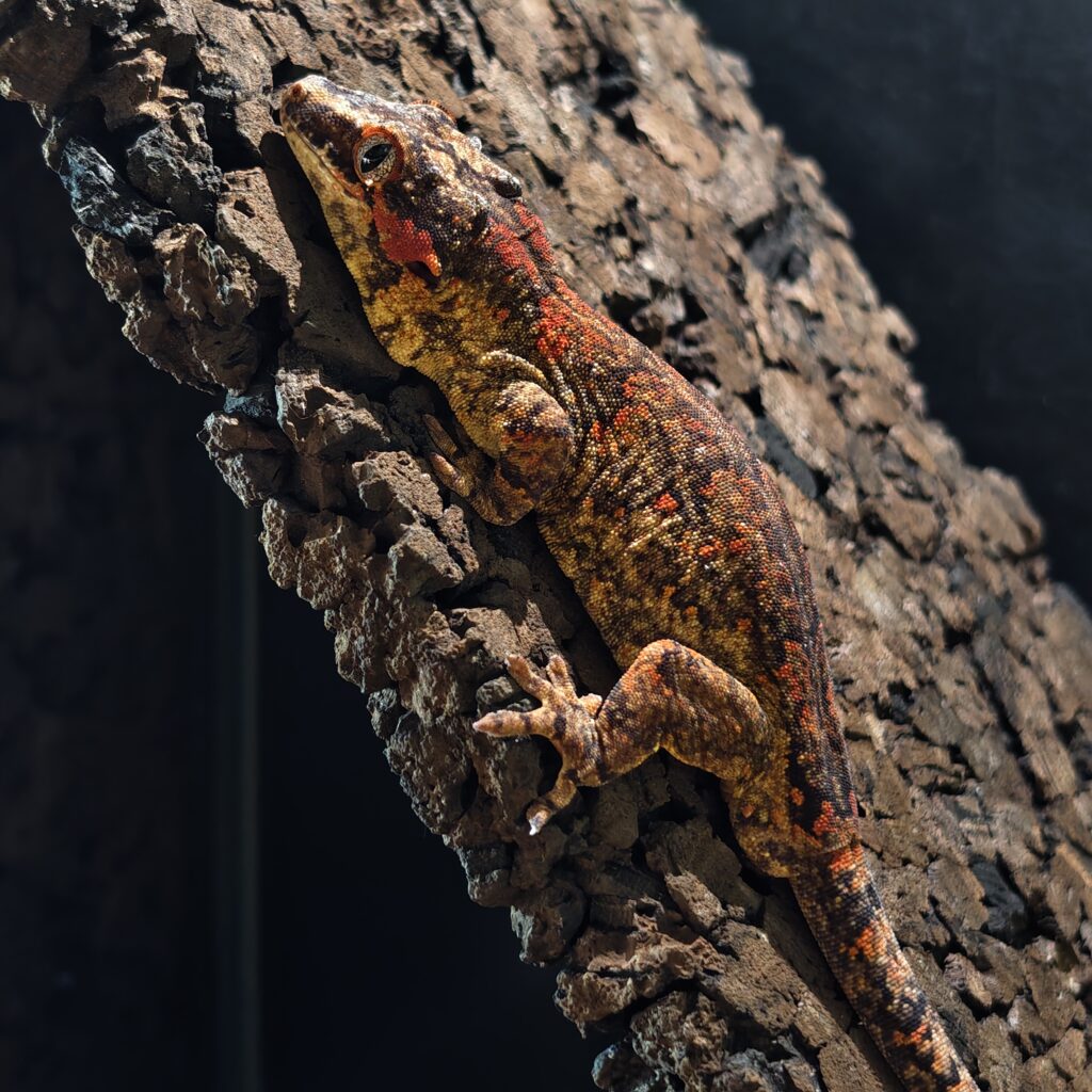 ガーゴイルゲッコー/オレンジスケルトン