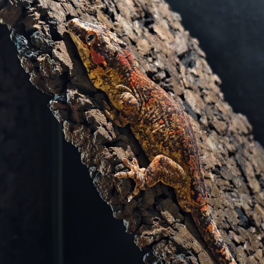 ガーゴイルゲッコー/オレンジスケルトン