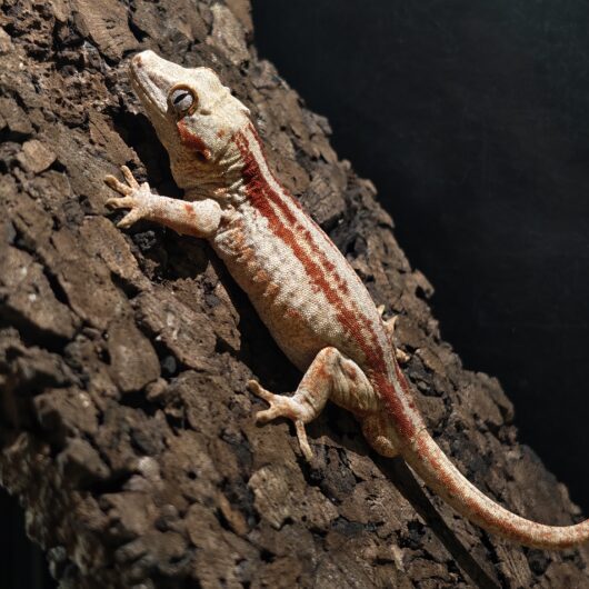 ガーゴイルゲッコー/オレンジストライプ