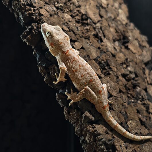 ガーゴイルゲッコー レッドストライプ 神奈川CB 25-56