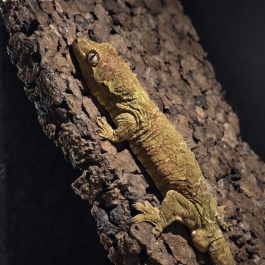 マモノミカドヤモリ/メインランド