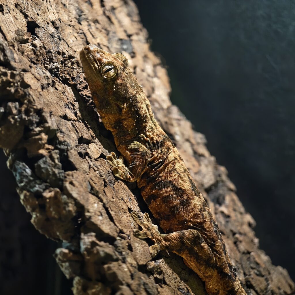 マモノミカドヤモリ パイン 神奈川CB M2