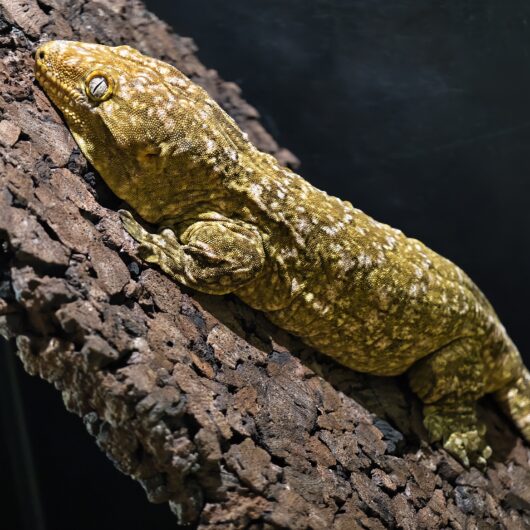 ジャイアントゲッコー スノーフレーク 神奈川CB G1-1