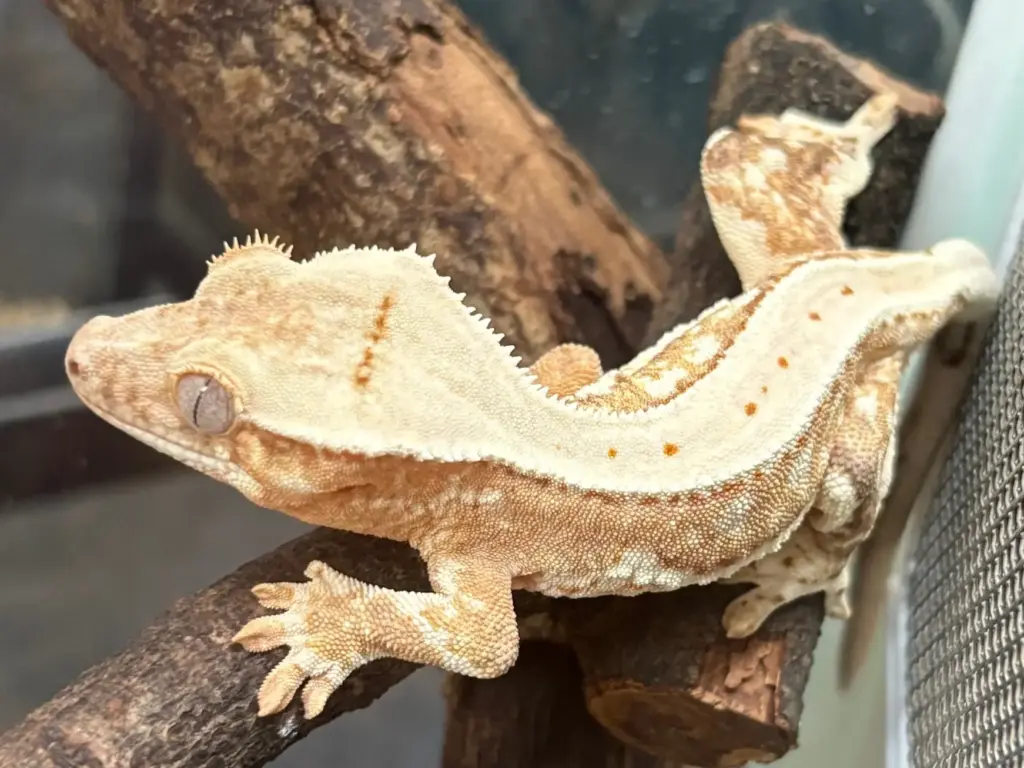 爬虫類を家族に迎える