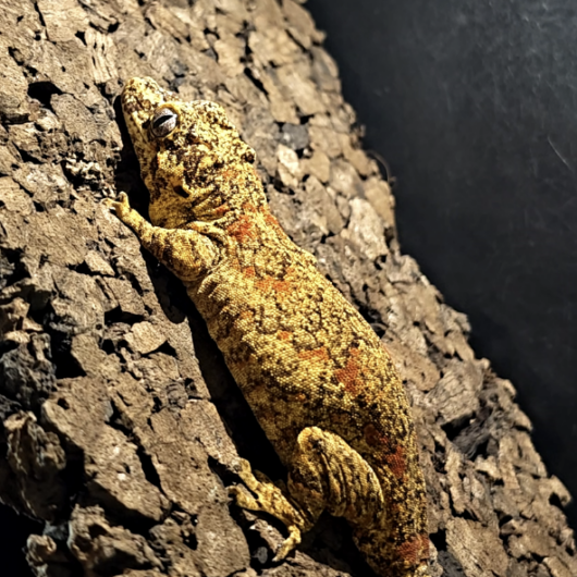 ガーゴイルゲッコー/レッドブロッチ