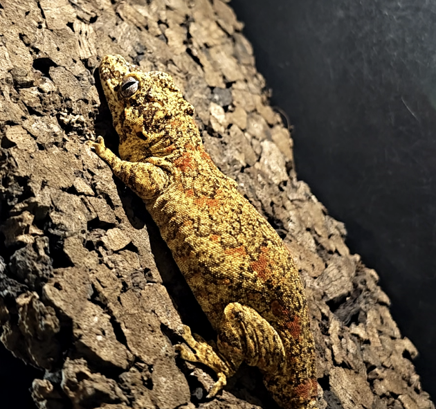 ガーゴイルゲッコー/レッドブロッチ