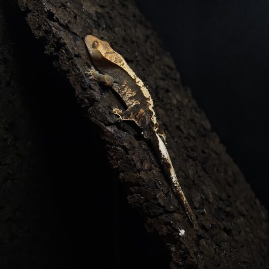 クレステッドゲッコー ハーレクイン YuRiKeCB GK-0002-25061