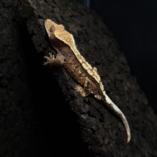 クレステッドゲッコー セーブル 日本CB GK-0002-26011