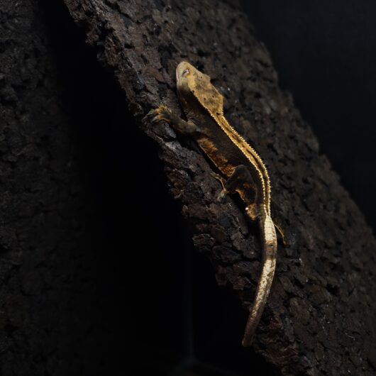 クレステッドゲッコー EmptyBack 神奈川CB GK-0002-25031