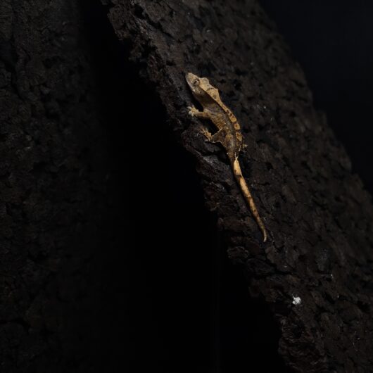 クレステッドゲッコー 神奈川CB GK-0002-25091