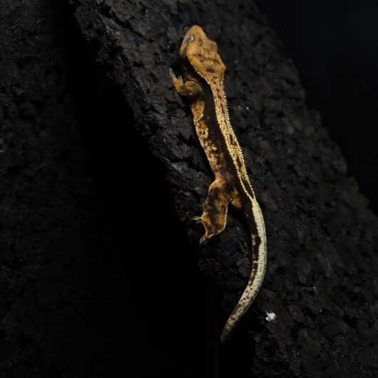 クレステッドゲッコー EmptyBack 神奈川CB GK-0002-25032