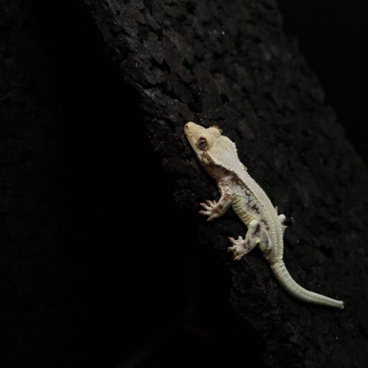 クレステッドゲッコー リリーホワイト 日本CB GK-0002-26012