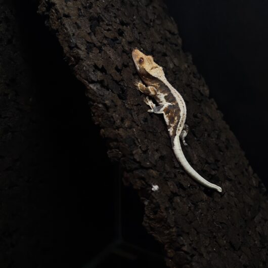 クレステッドゲッコー リリーホワイト 神奈川CB GK-0002-25061