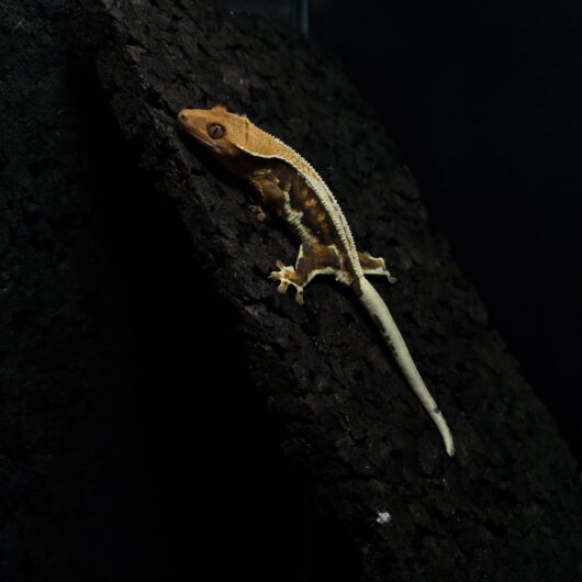 クレステッドゲッコー リリーホワイト 神奈川CB GK-0002-25051