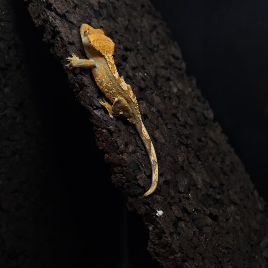 クレステッドゲッコー ハーレクイン 日本CB GK-0002-26013