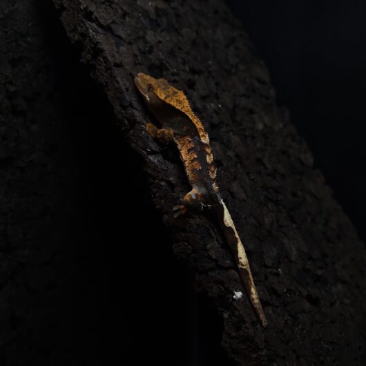 クレステッドゲッコー ハーレクイン 神奈川CB GK-0002-25062