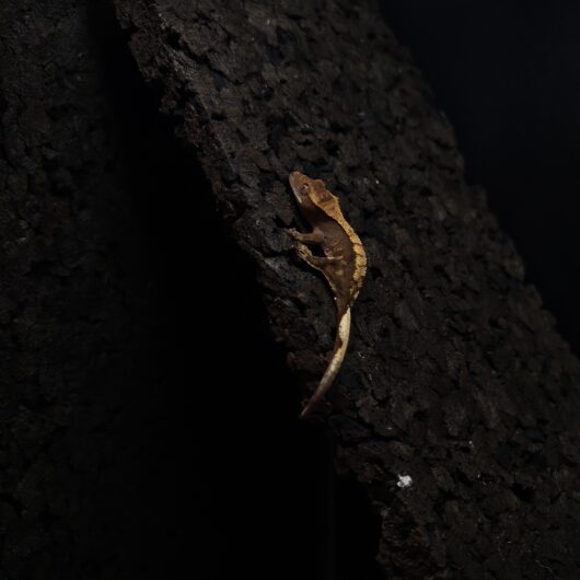 クレステッドゲッコー 神奈川CB GK-0002-25101