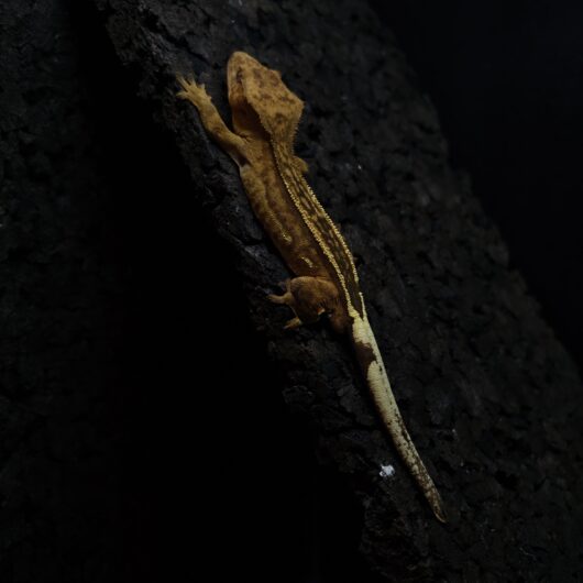 クレステッドゲッコー EmptyBack 神奈川CB GK-0002-25033