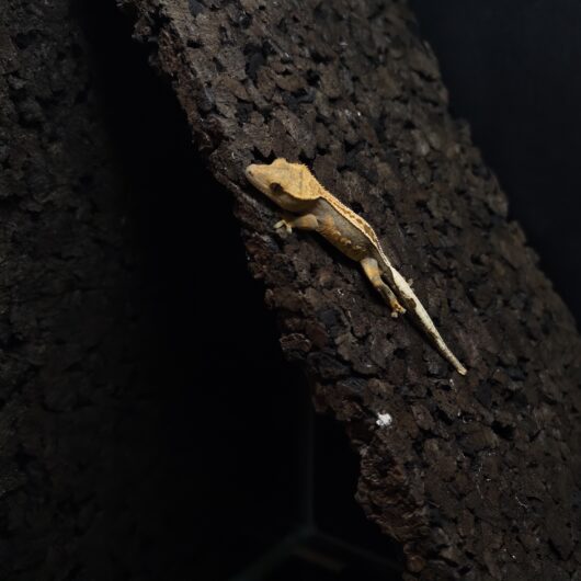 クレステッドゲッコー EmptyBack 神奈川CB GK-0002-25081