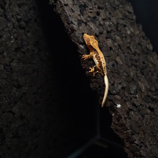 クレステッドゲッコー Axanthic リリー 神奈川CB GK-0002-25092