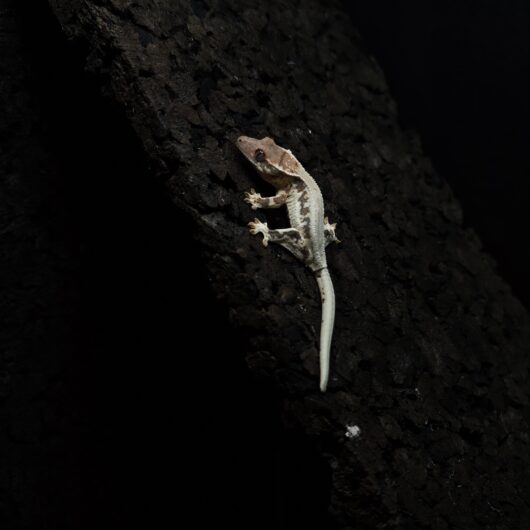 クレステッドゲッコー フラペチーノ 神奈川CB GK-0002-25093