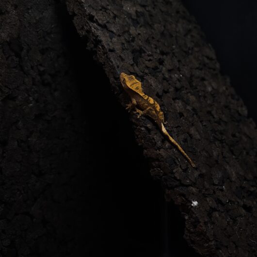 クレステッドゲッコー タイガー 神奈川CB GK-0002-25102