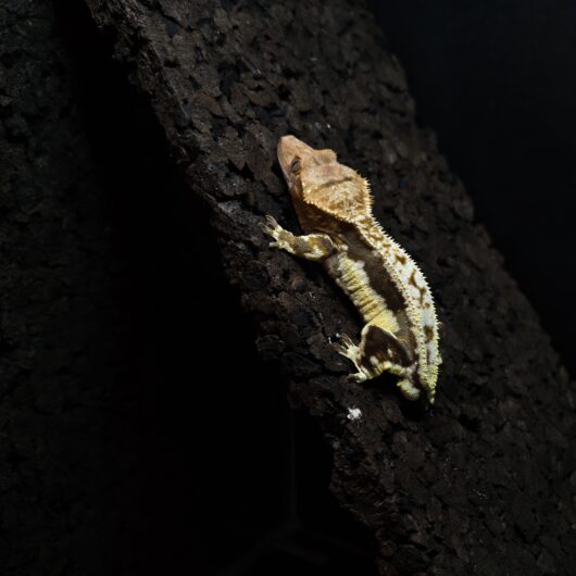 クレステッドゲッコー リリーホワイト ドイツ GK-0002-23111