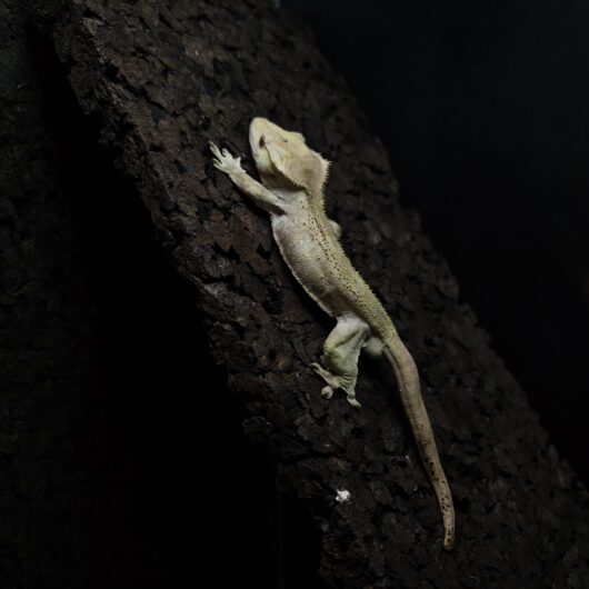 クレステッドゲッコー カプチーノ 日本CB GK-0002-26014