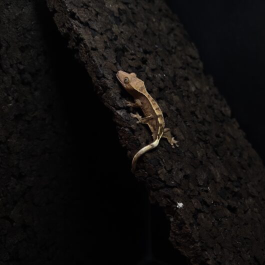 クレステッドゲッコー セーブル 日本CB GK-0002-26015