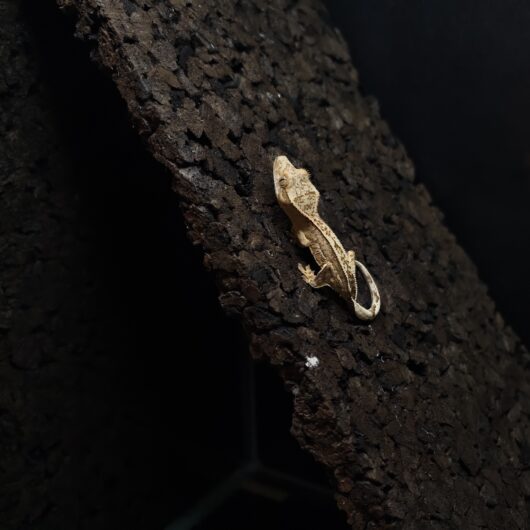 クレステッドゲッコー Axanthic het 日本CB GK-0002-26016