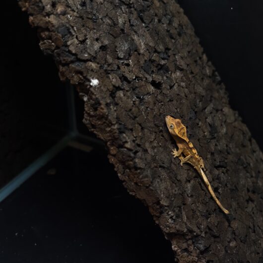 クレステッドゲッコー 神奈川CB GK-0002-25103