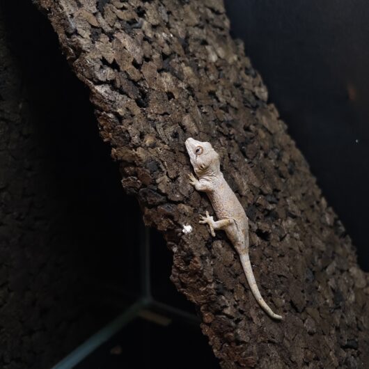 ガーゴイルゲッコー オレンジマーブル 神奈川CB GK-0001-25093