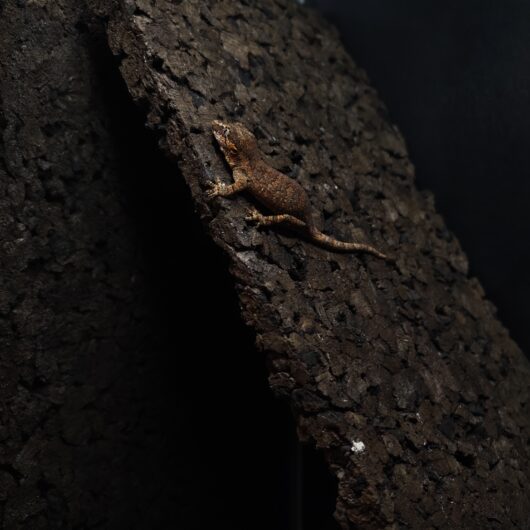 ガーゴイルゲッコー オレンジストライプ 神奈川CB GK-0001-25021