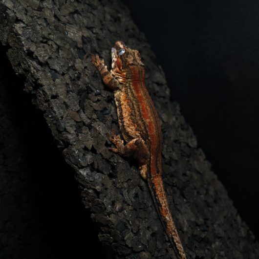 ガーゴイルゲッコー レッドストライプ 神奈川CB GK-0001-23021