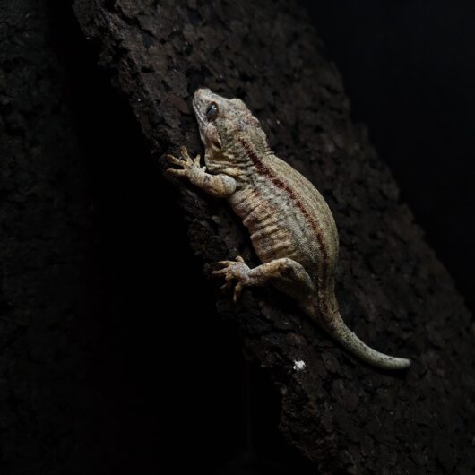 ガーゴイルゲッコー レッドストライプ 神奈川CB GK-0001-25042