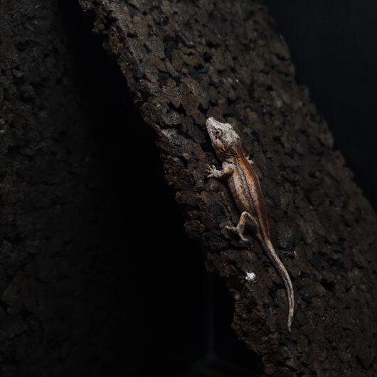 ガーゴイルゲッコー レッドストライプ 神奈川CB GK-0001-25082