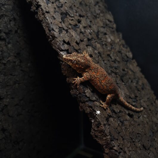 ガーゴイルゲッコー オレンジマーブル 神奈川CB GK-0001-25062