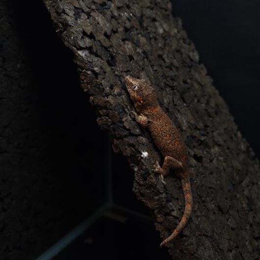 ガーゴイルゲッコー オレンジマーブル 神奈川CB GK-0001-25074