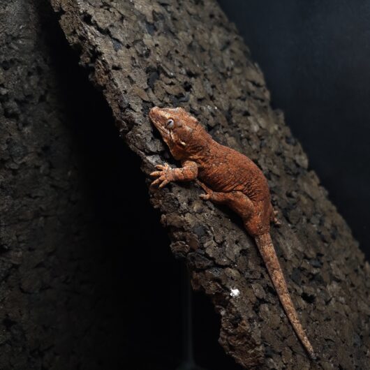 ガーゴイルゲッコー ピンクベースマーブル 神奈川CB GK-0001-25043