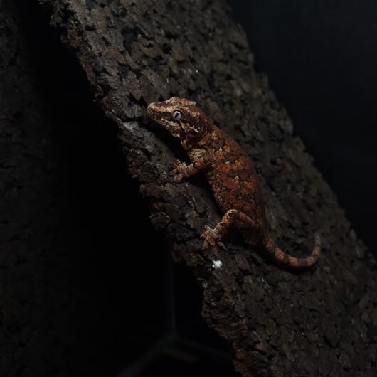 ガーゴイルゲッコー オレンジマーブル 神奈川CB GK-0001-25053