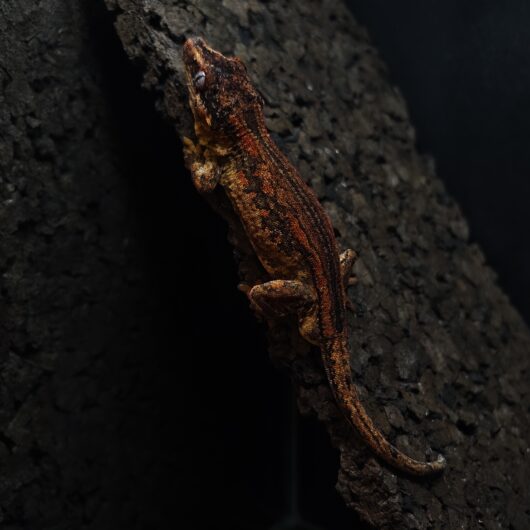 ガーゴイルゲッコー レッドストライプ 神奈川CB GK-0001-22023