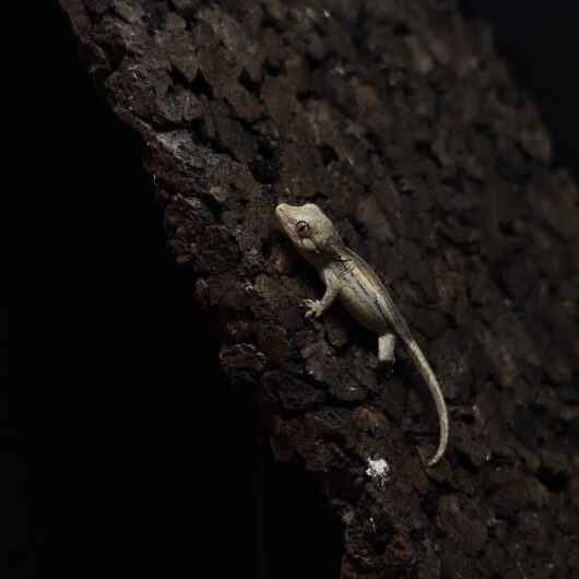 ガーゴイルゲッコー ストライプ 神奈川CB GK-0001-25121