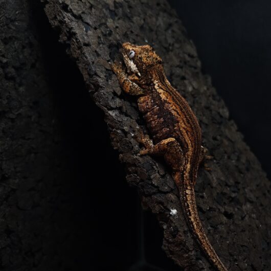 ガーゴイルゲッコー スーパーレッドストライプ 神奈川CB GK-0001-22024