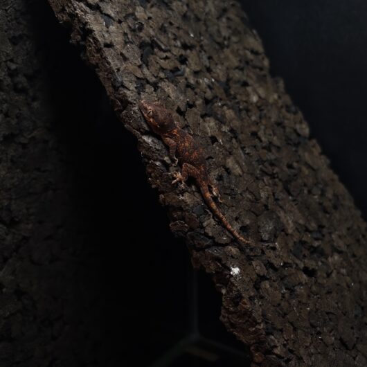 ガーゴイルゲッコー オレンジマーブル 神奈川CB GK-0001-25114