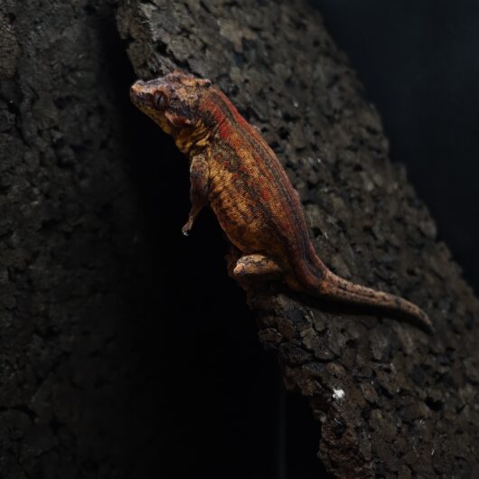 ガーゴイルゲッコー スーパーレッドストライプ 神奈川CB GK-0001-22025