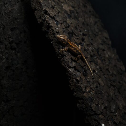 ガーゴイルゲッコー ストライプ 神奈川CB GK-0001-25115