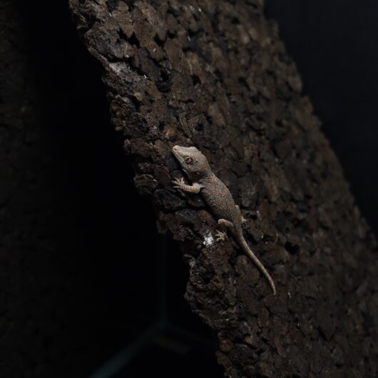 ガーゴイルゲッコー マーブル 神奈川CB GK-0001-25101