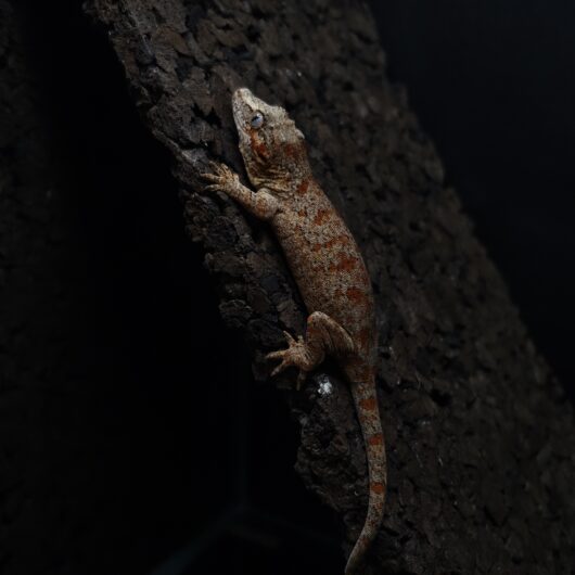 ガーゴイルゲッコー オレンジマーブル 神奈川CB GK-0001-25051